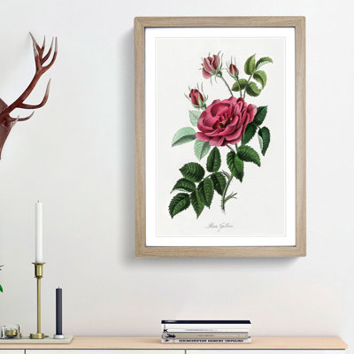 French Rose Illustration - Framed Print
