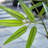 Adcock 7ft Artificial Bamboo Tree, 36 Pack Privacy Fence Decor - Real Bamboo Pole with UV Resistant Leaves-267803424-267803486