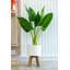 Palmier artificiel 18,75 "en pot