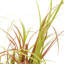 Faux Foliage Grass in Planter-2038103176