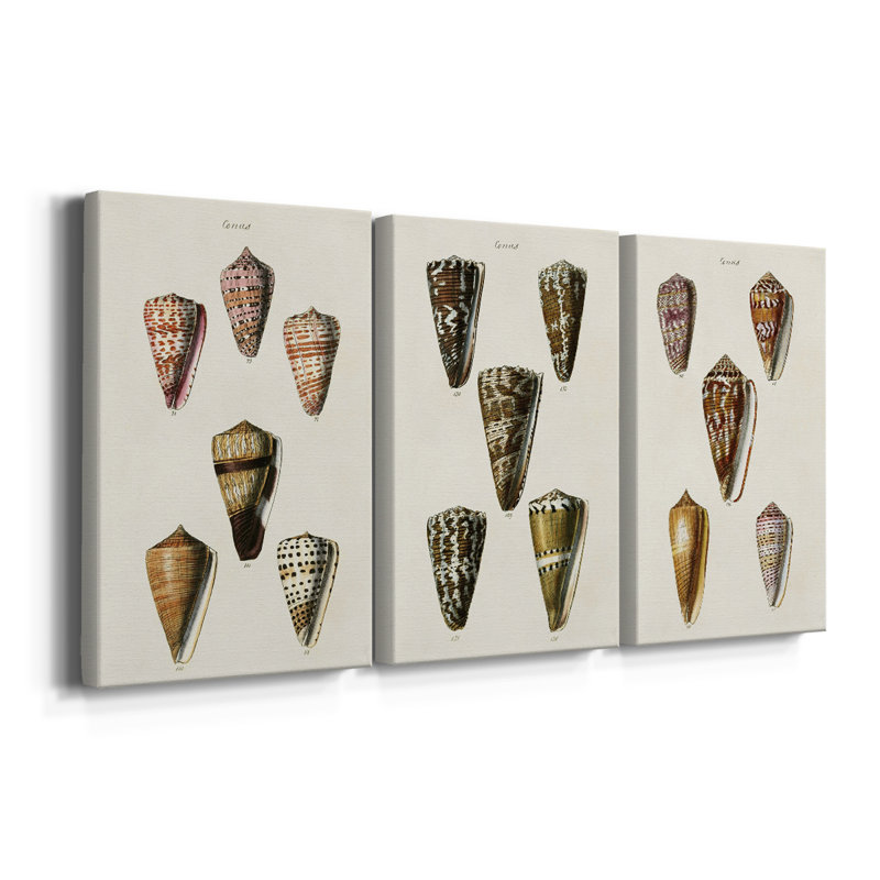 Cone Shell Collection IV - Toile tendue avec châssis sur mesure - 3 pièces, H 12 po x l 24 po