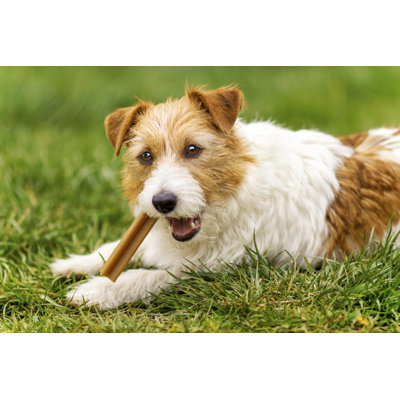 " Happy Pet Dog Puppy "