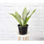 Live Moonshine Snake Plant, 6" Diameter