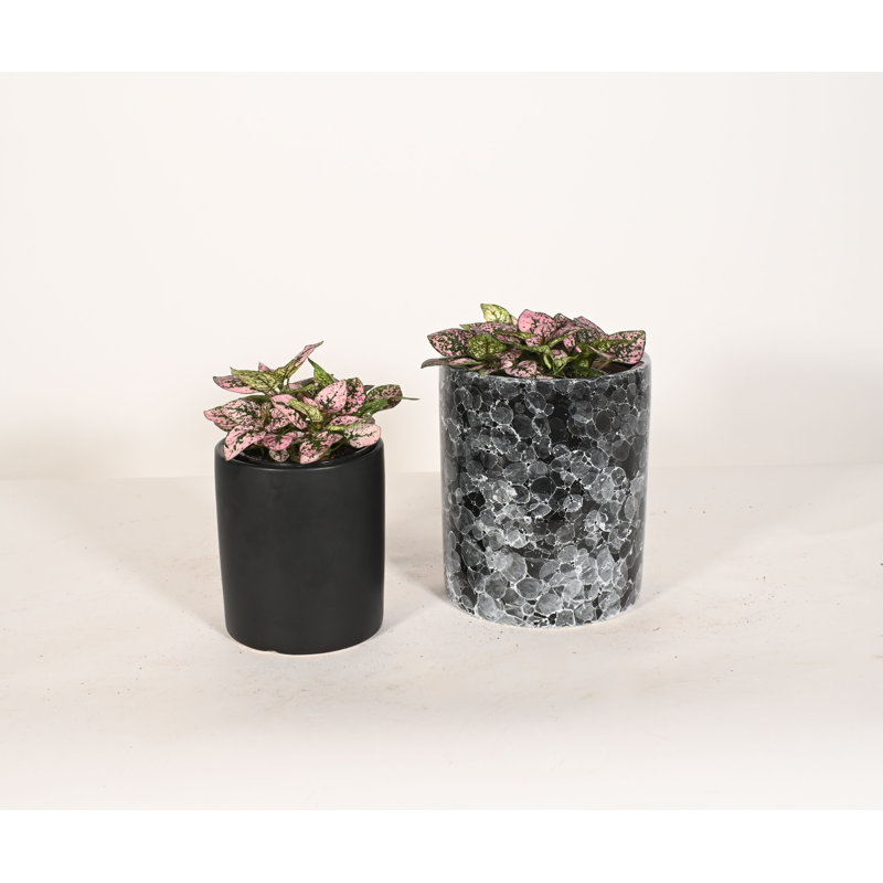 Upshining Live Foliage Plant in Ceramic Pot, Black/Black Marble