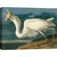 Great White Heron by John Audubon - 1 Piece Painting on Canvas-255664046