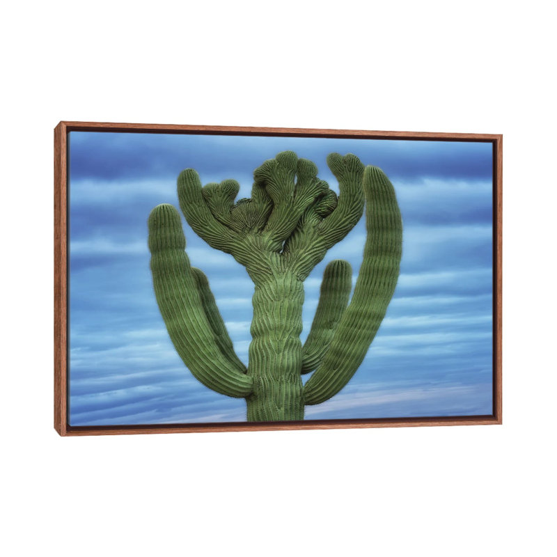 «Crêté Saguaro II», reproduction d'art sur toile encadrée, 18 po x 26 po, Toile avec cadre, Brun
