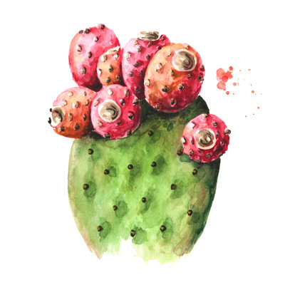 Prickly Pear Cactus - Wrapped Canvas Print