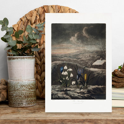 «The Snowdrops From The Temple Of Flora», art floral rétro rétro coloré