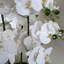 Plant-88685039-88685040