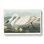 American Swan by John Audubon - Wrapped Canvas-55368526