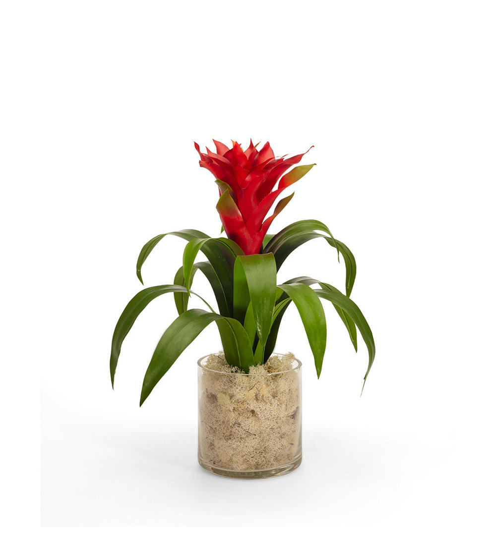 Tropical Bromeliad Centerpiece in Glass Jar T&C Floral Company Flower 