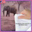 Édredon éléphants en forêt rose-123417950