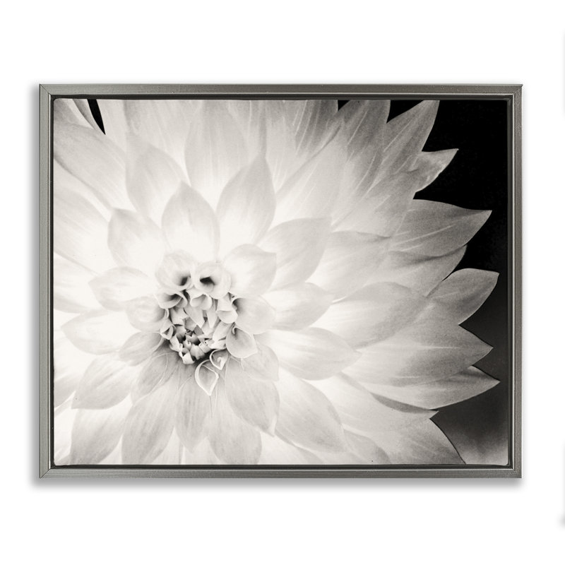 «Strong Dahlia Petals» par Gail Peck, Gris, H 17 po x l 21 po