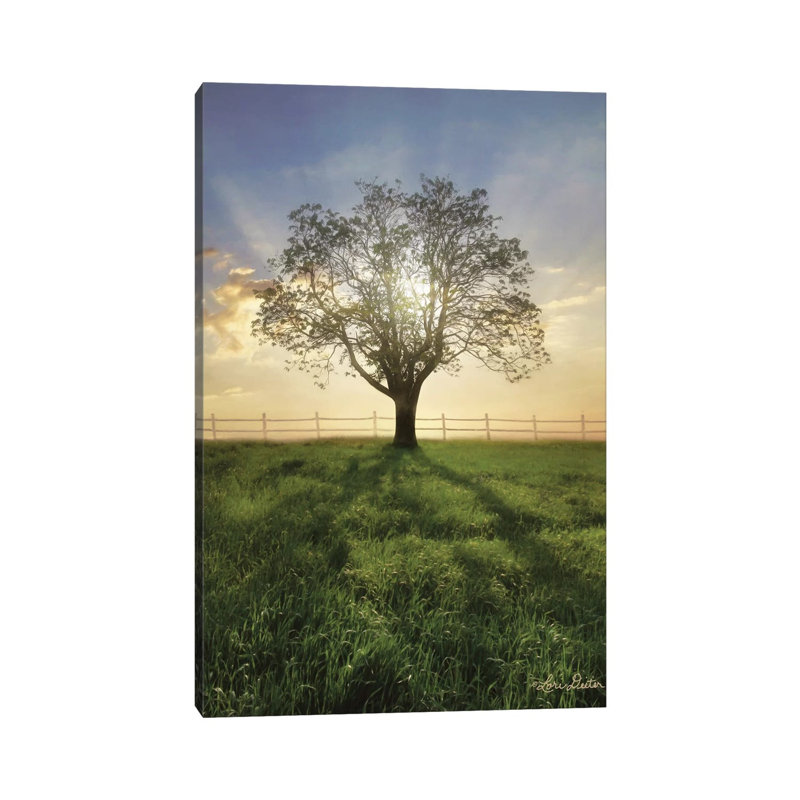 Morning Shadows by Lori Deiter - Wrapped Canvas Print, 30.48 cm H x 45.72 cm W