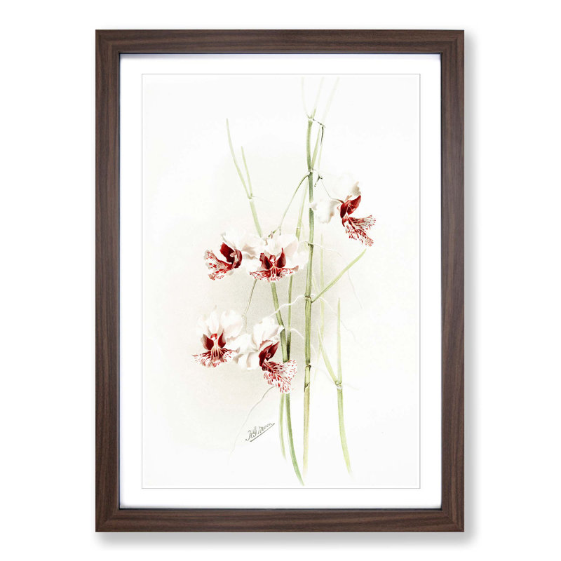 Magnolia Flowers Illustration Tab.74 by Frederick Sander - Picture Frame Art Print, 91cm H x 60cm W x 2cm D, Walnut