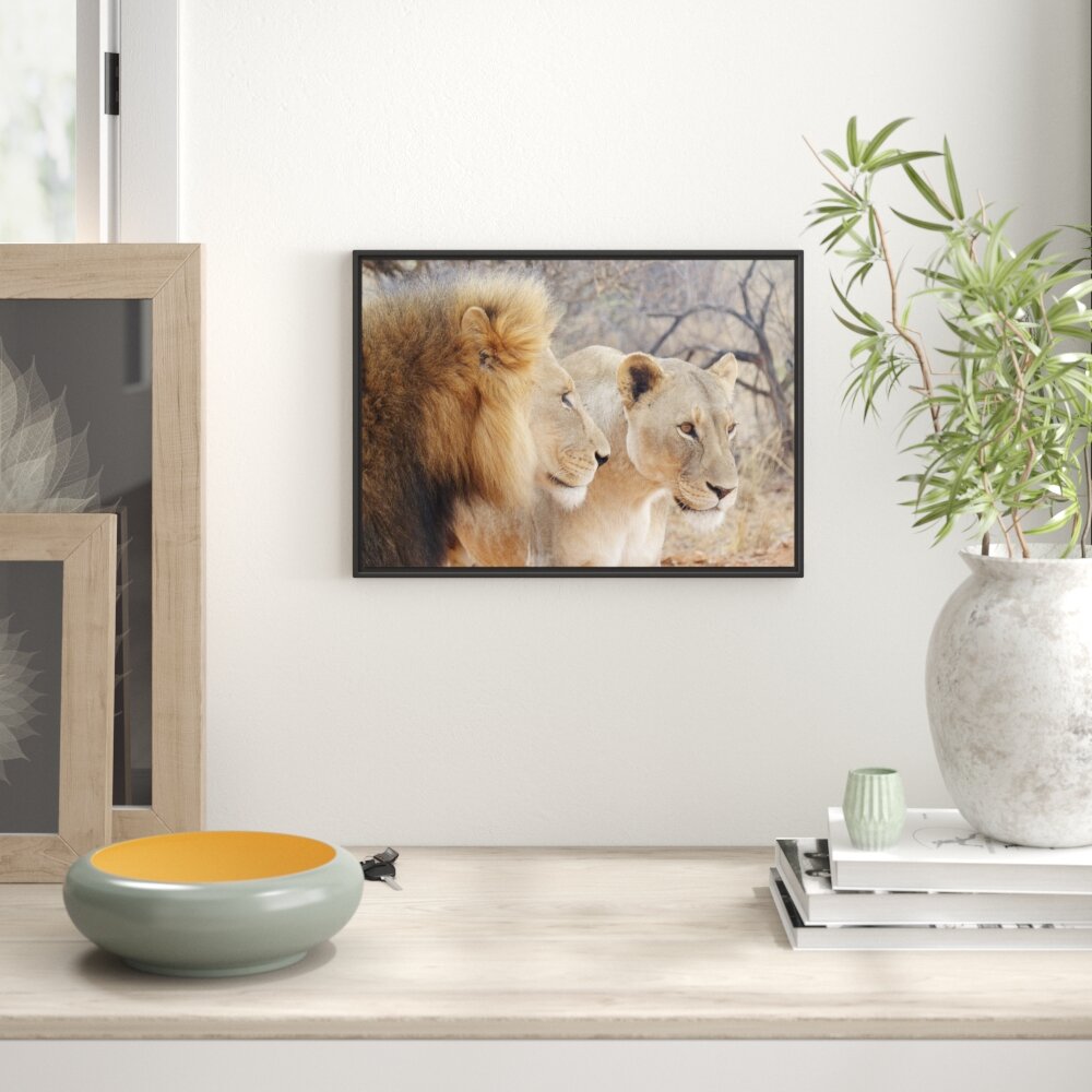 Proud Lion Couple Floater Frame Grafik-Kunstdruck auf Papier