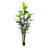 Dracaena Marginata Plant-282626942