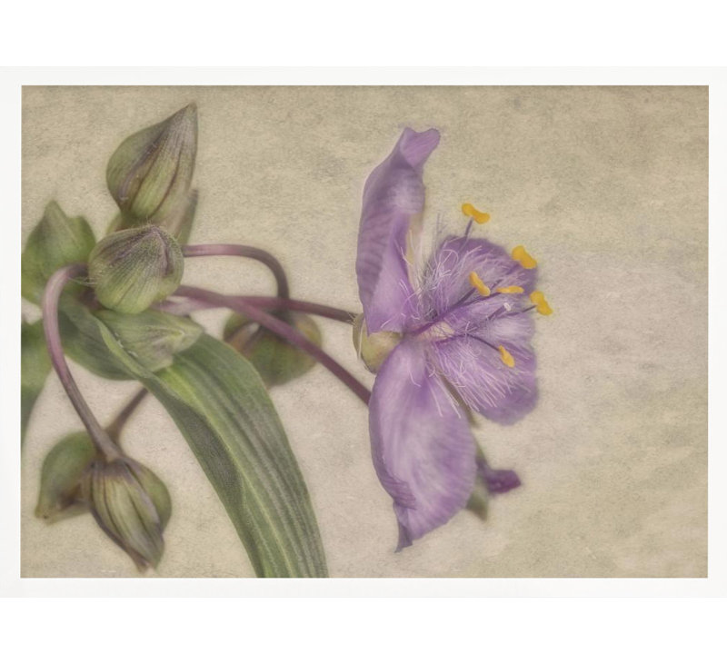 "Mauve fleur", art mural texturé encadré, H 10 po x l 14 po, Noir