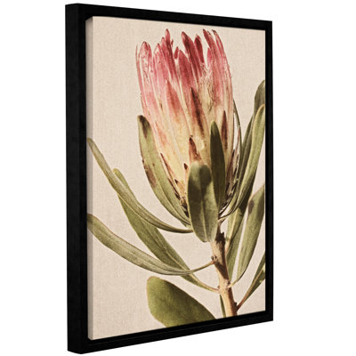 « protea a », impression encadrée