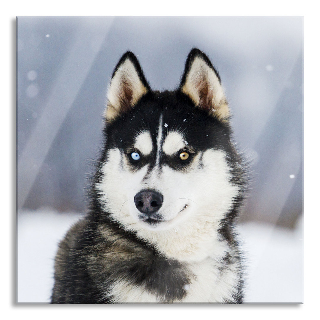 Glasbild Husky mit verschiedenen Augenfarben