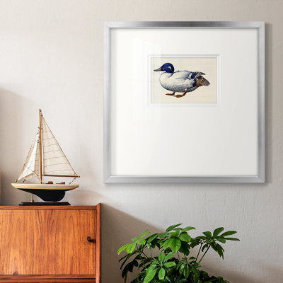 «White and Blue Mallardpremium», reproduction encadrée
