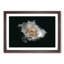 A White Rose in Abstract - Framed Print-55629449-55629453