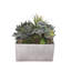 Faux Succulent in Square Etched Pot-1616115215