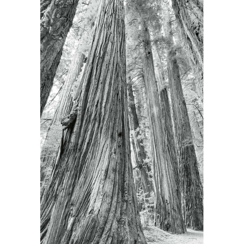 Redwoods Forest III BW, H 36 po x l 24 po x P 1,25 po