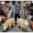 Merino Ewe Head Down Life Size Statue