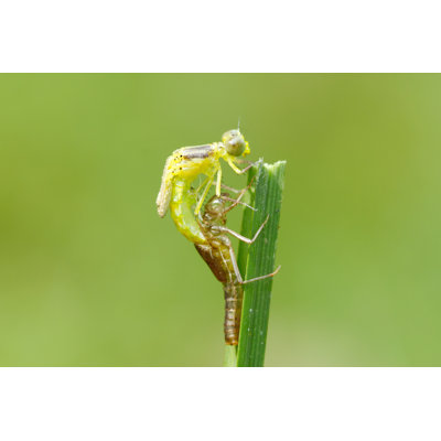 Moulting - Wrapped Canvas Print