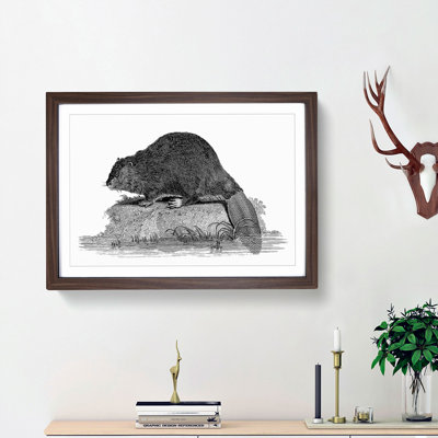 Beaver In Black And White by George Shaw - Single Picture Frame Print