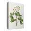 «Foliage and Blooms IV», impression sur toile tendue-1497266025