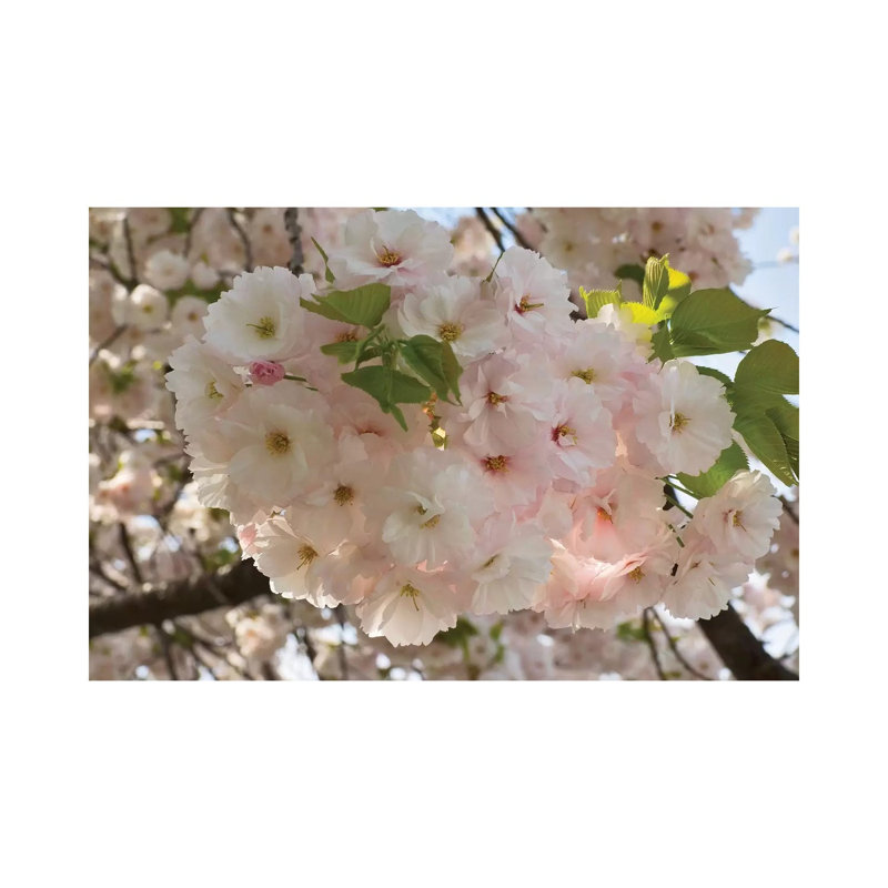 Close-up of White Cherry Blossom Flowers, Imperial Garden, Tokyo, Japan 1 Piece Wrapped Canvas Wall Art