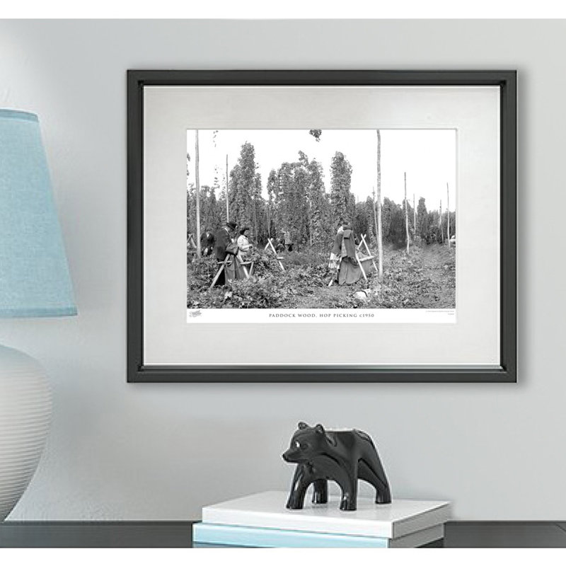 Paddock Wood, Hop Picking C1950 by Francis Frith - Single Picture Frame Print, 40cm H x 50cm W x 2.3cm D