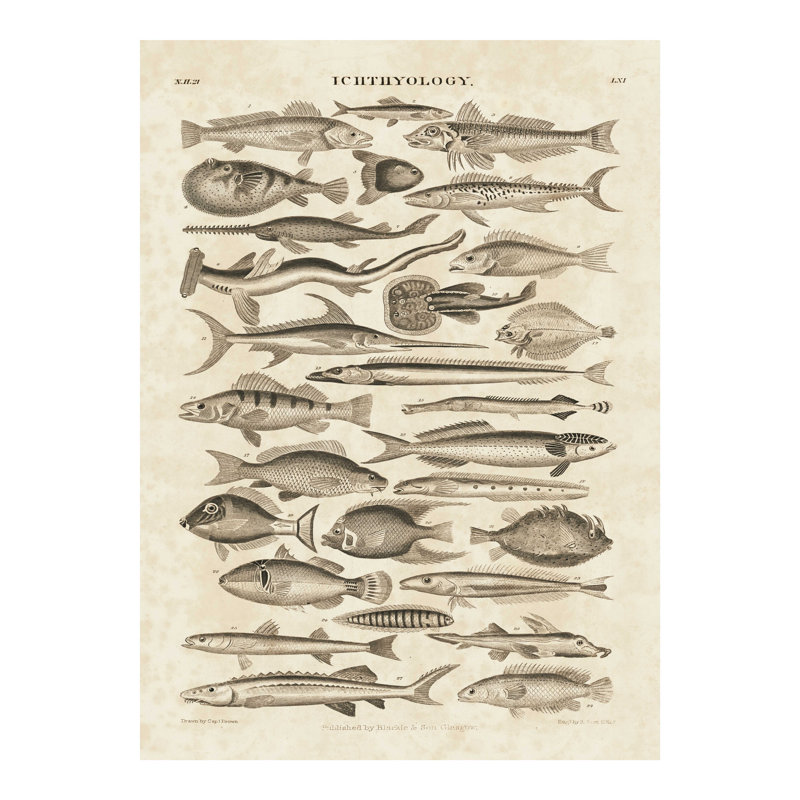 Ichthyology II - impression sur toile tendue, H 16 po x l 12 po