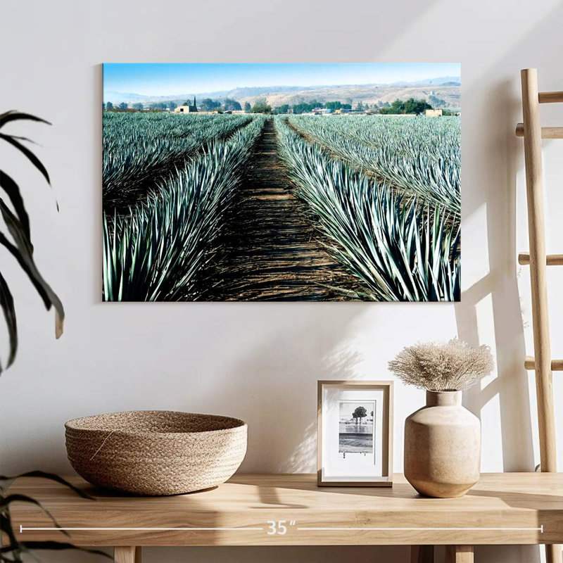 Agave Alvord Farm, H 16 po x l 24 po