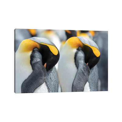 King Penguin On Falkland Islands. by Martin Zwick - Wrapped Canvas Gallery-Wrapped Canvas Giclée