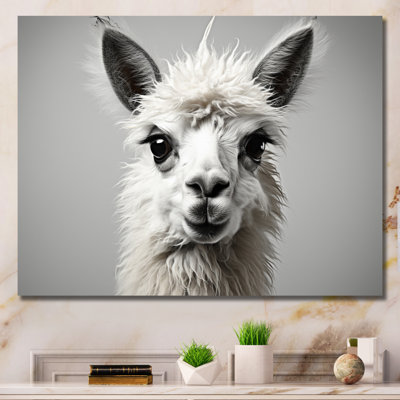 " Grey Llama Gentle Llama "