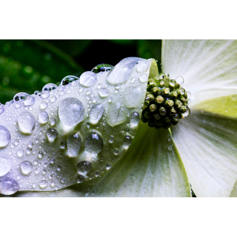 Cornouiller fleur de pluie. par Davealan, H 8 po x l 12 po