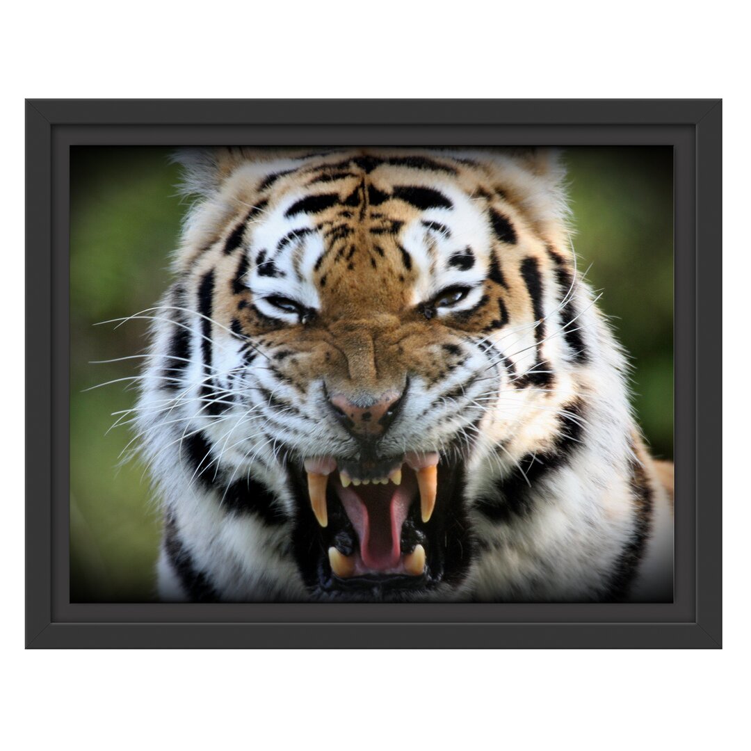 Gerahmtes Wandbild aggressiver Tiger