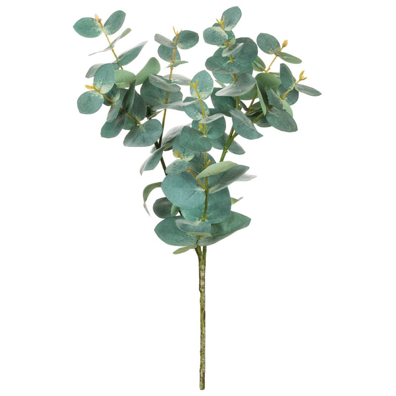 Jet d'eucalyptus Toscani