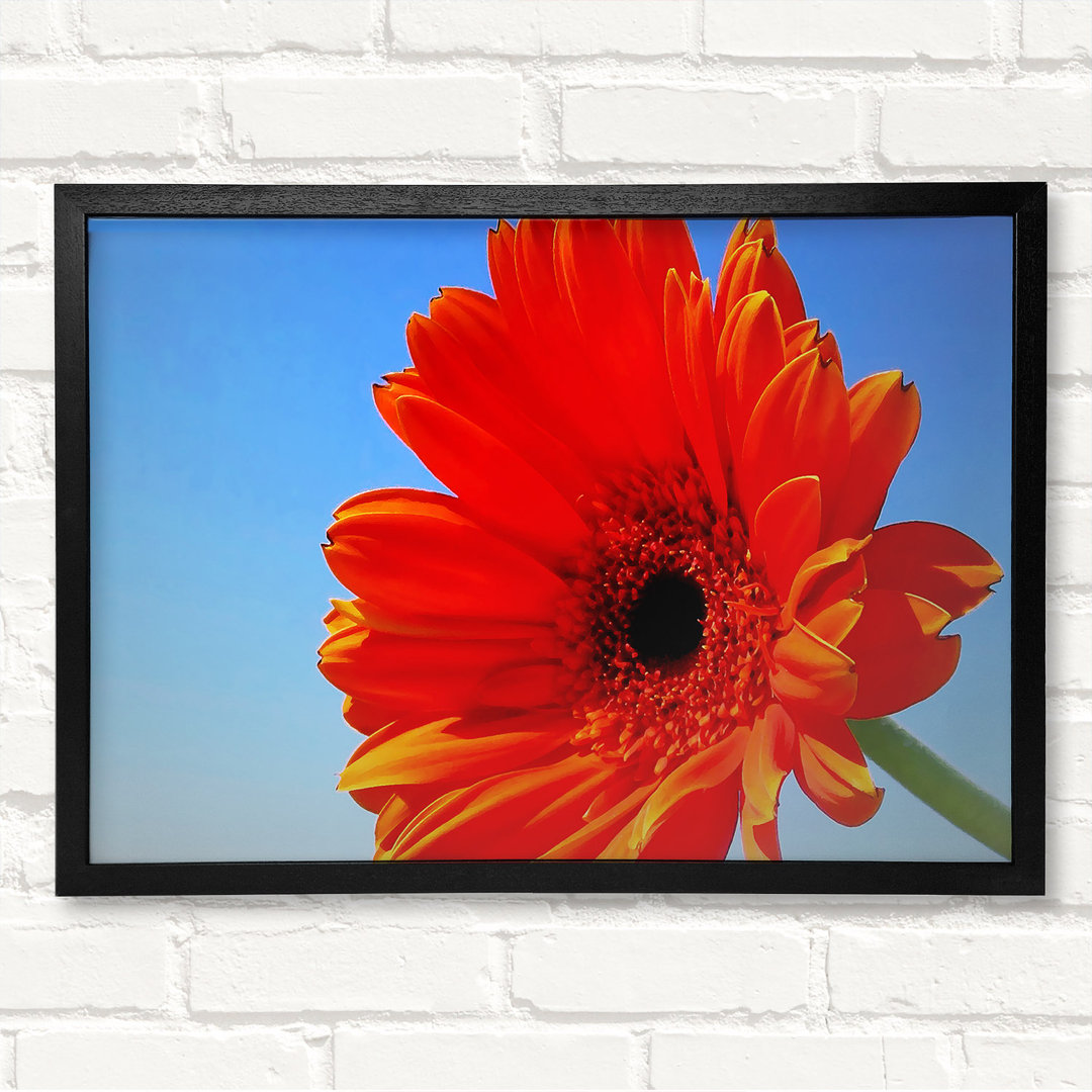 Orange Gerbera Skies Gerahmter Druck