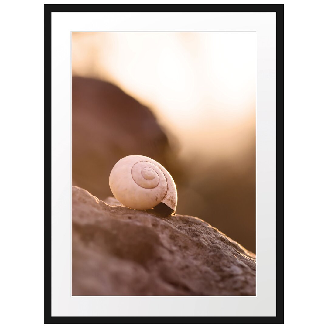 Gerahmtes Poster Kleine Schnecke auf Stein