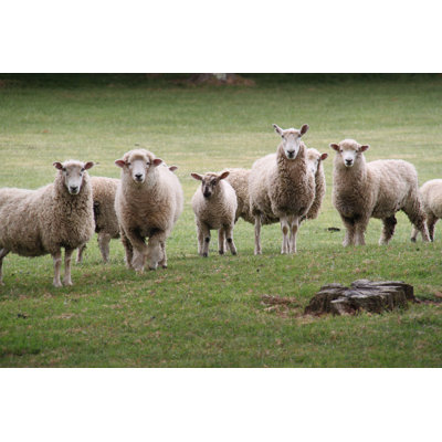 " Sheep Portrait " by Kainsaw