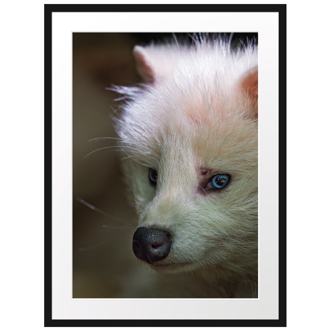 Gerahmtes Poster Polarfuchs in Höhle