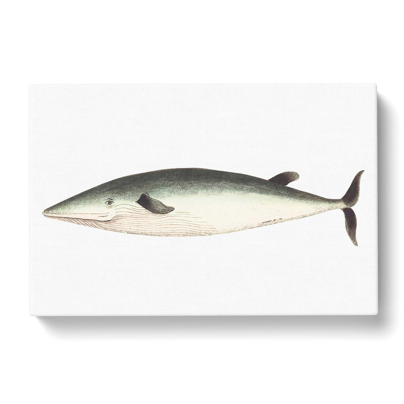 Rostrated Whale by George Shaw - Wrapped Canvas, 40cm H x 60cm W x 3cm D