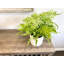 Faux Fern Plant in Ceramic Planter