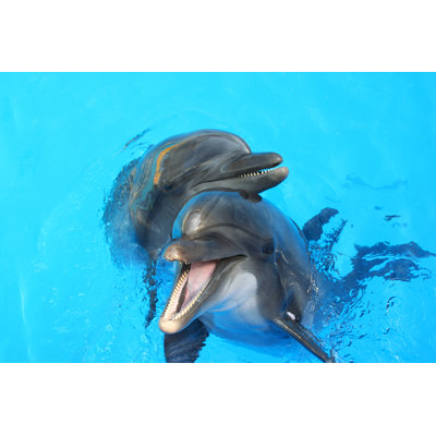 " Two Dolphins " by Alesik