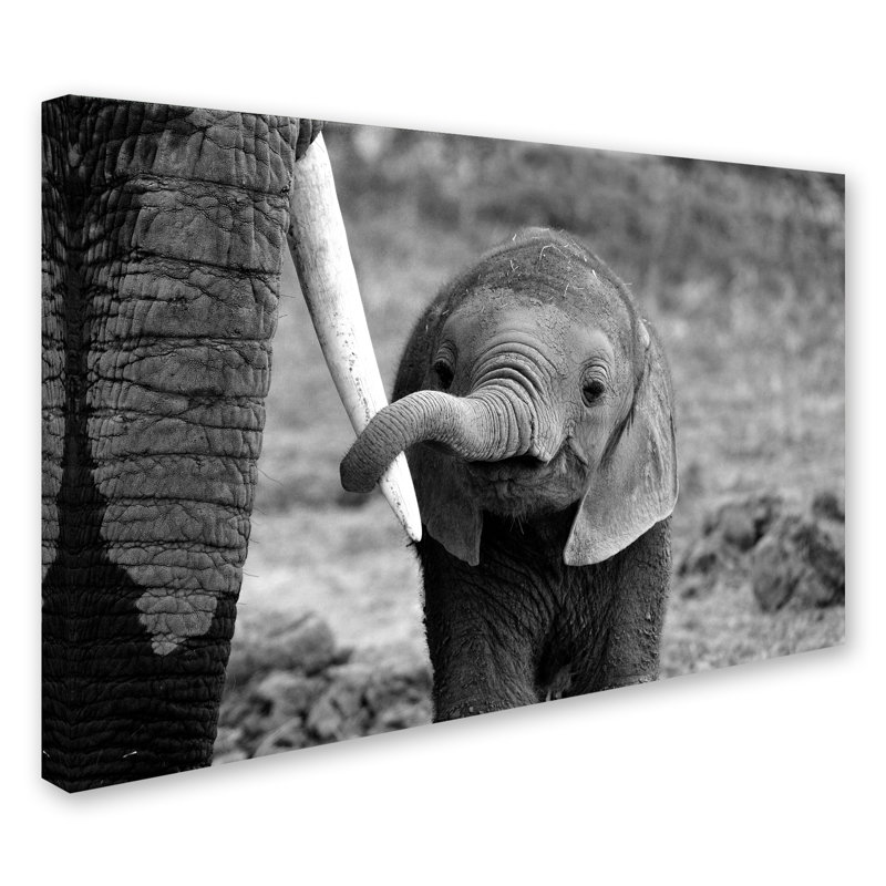 Close Black and White Elephant Canvas Art with Floater Frame