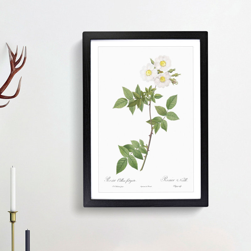White Collina Rose by Pierre-Joseph Redoute - Picture Frame Art Prints, Black Framed, 36cm H x 27cm W x 2cm D